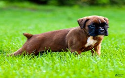 Boxer dogs for sale: Drew - Image 1