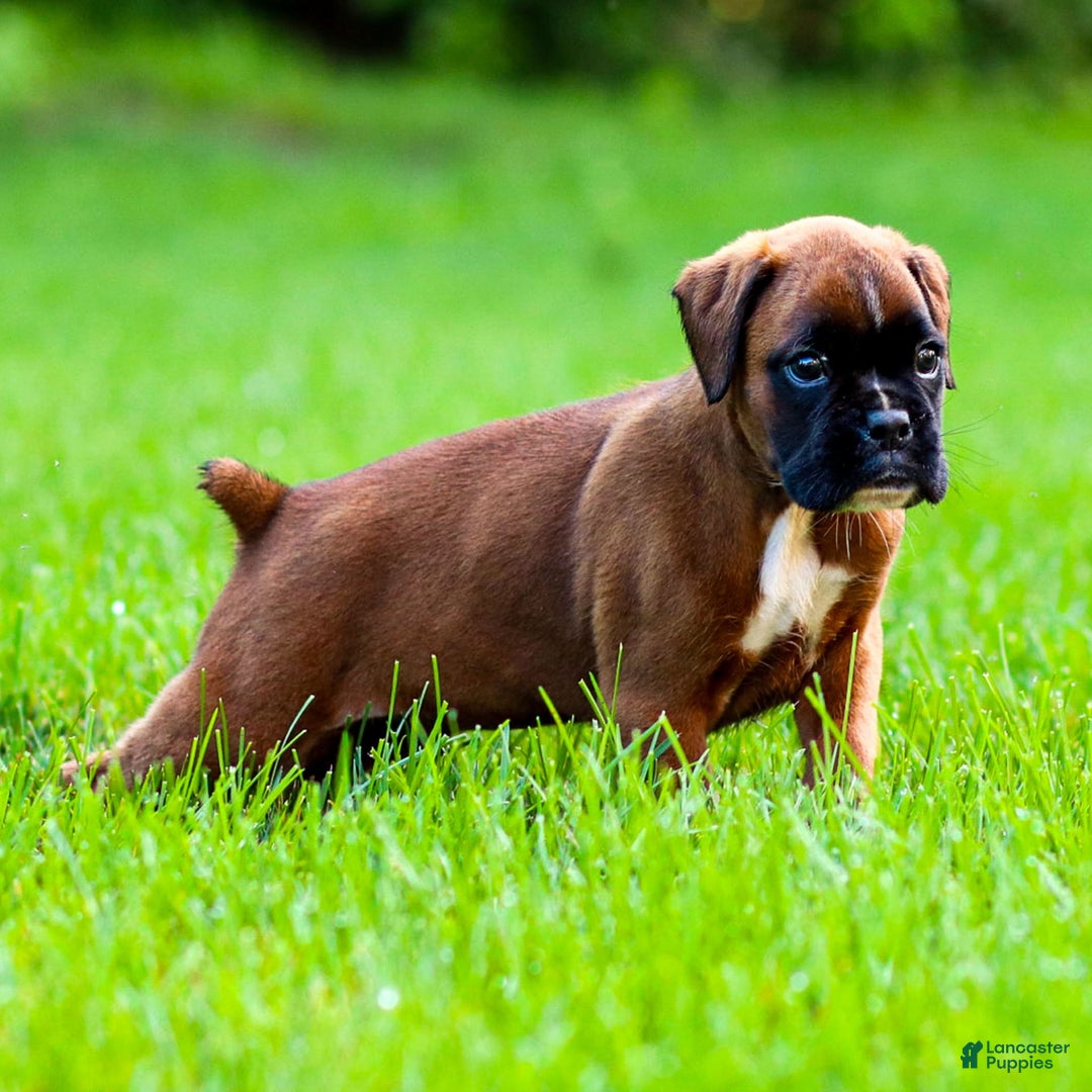 Boxer dogs for sale: Drew - Image 1