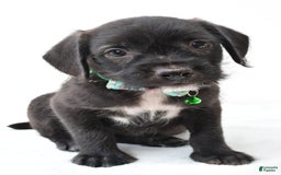Boston Terrier dogs for sale: Marty - Image 3