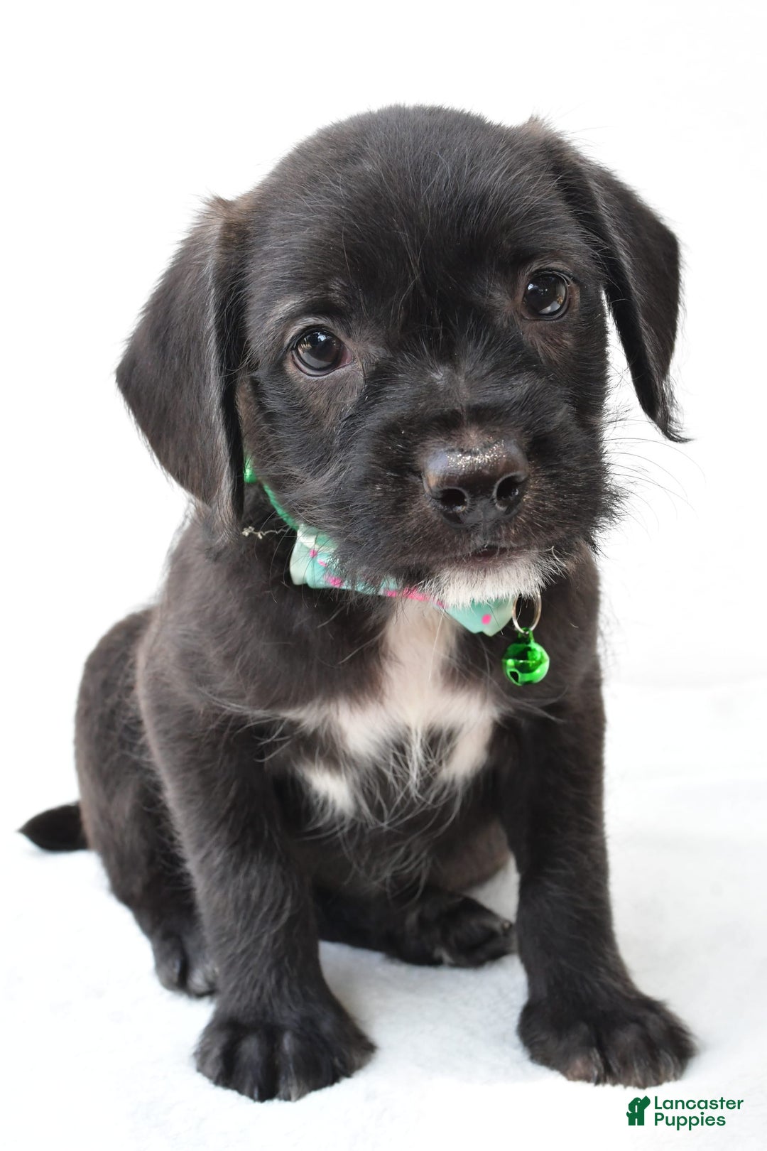 Boston Terrier dogs for sale: Marty - Image 3