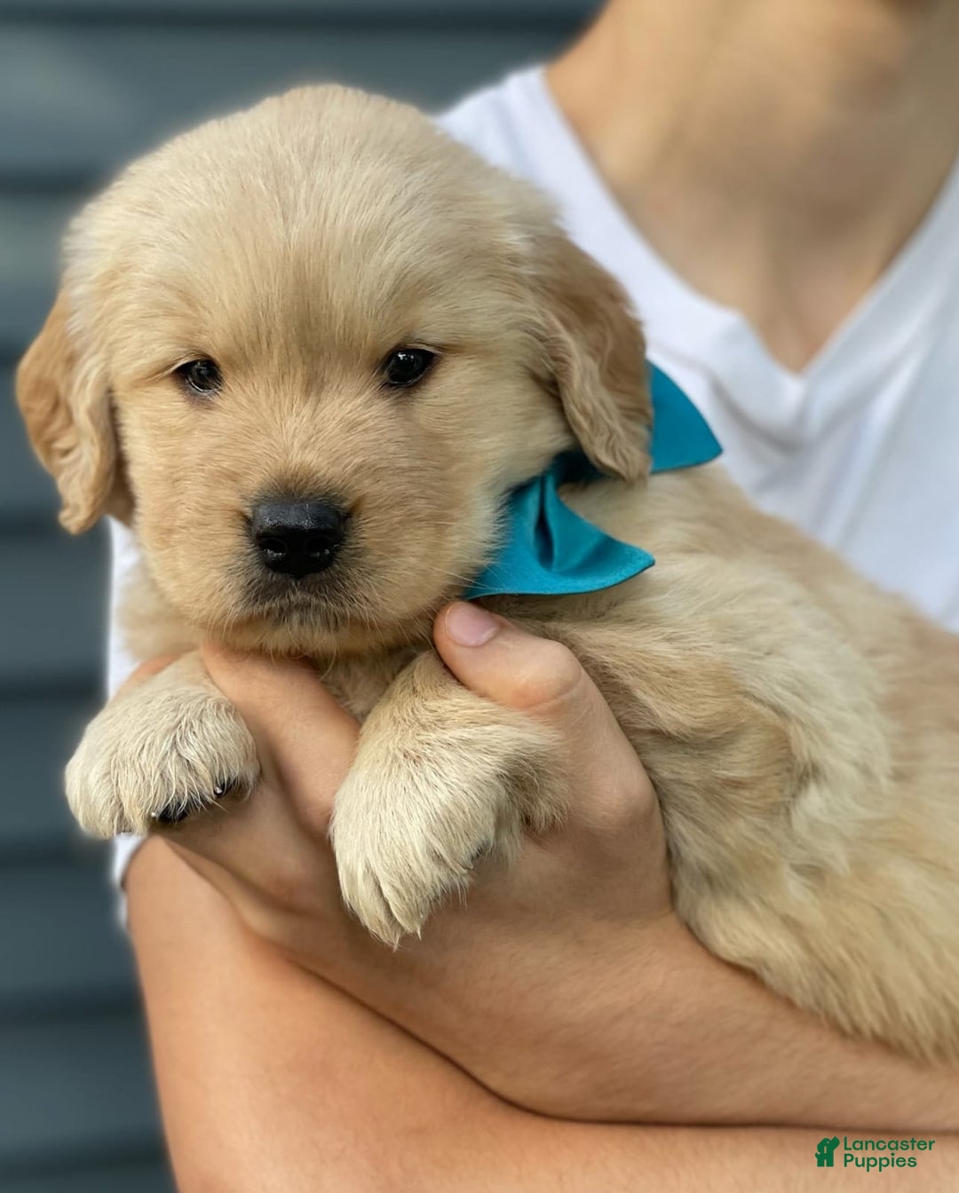 Golden Retriever dogs for sale: Mary - Image 1