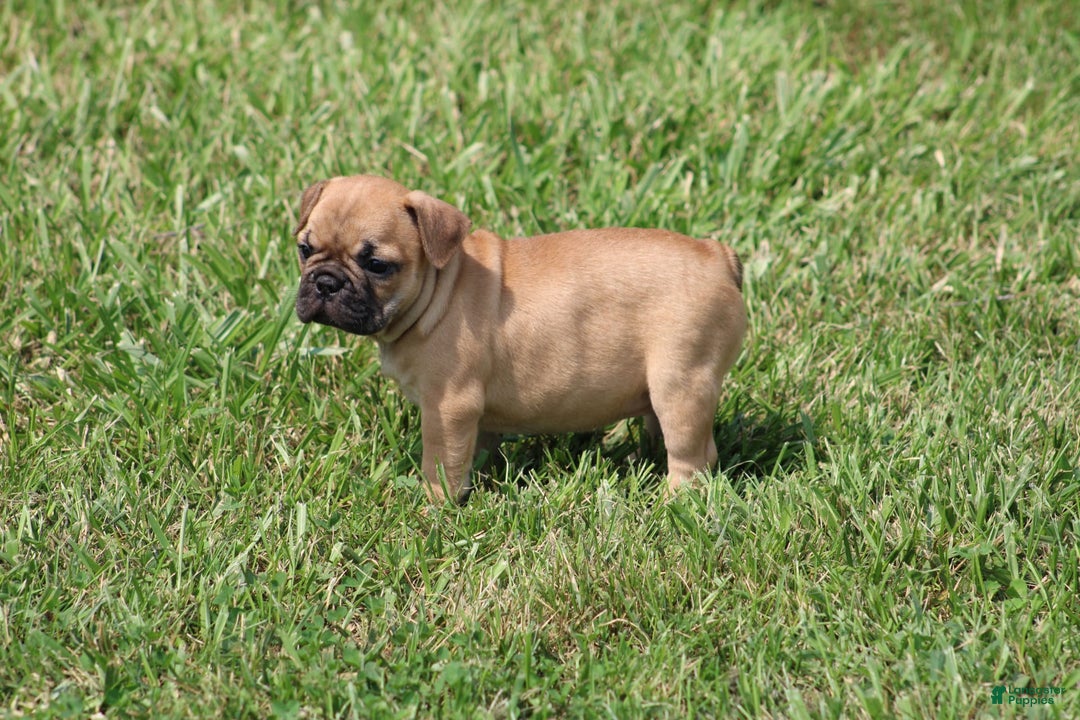 French Bulldog dogs for sale: Sheila - Image 24