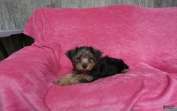 Yorkshire Terrier dogs for sale: Tank - Image 6