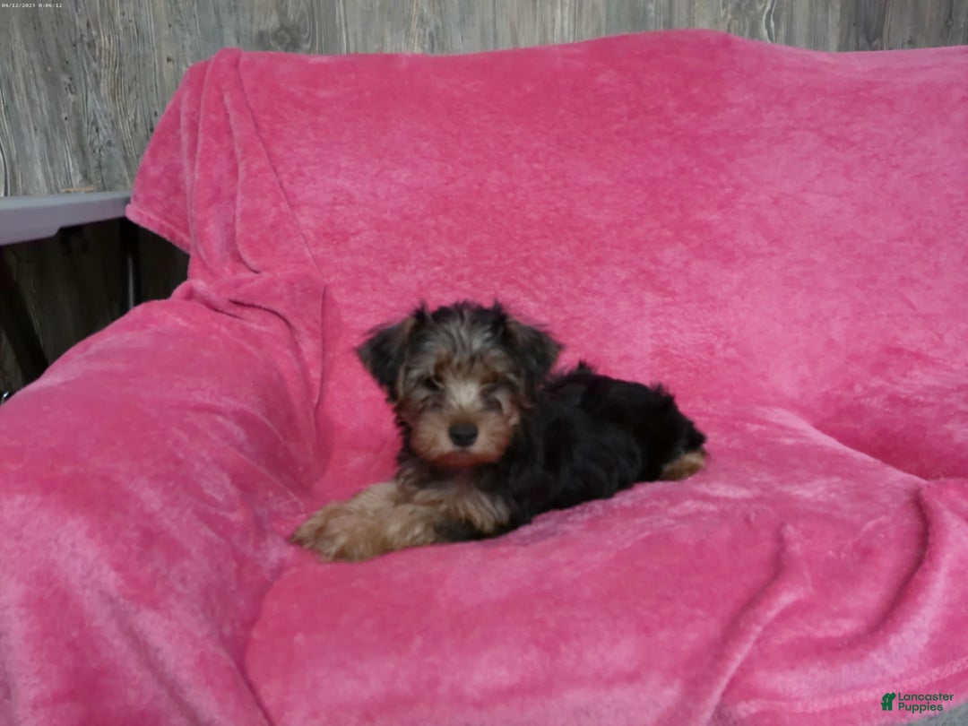 Yorkshire Terrier dogs for sale: Tank - Image 6