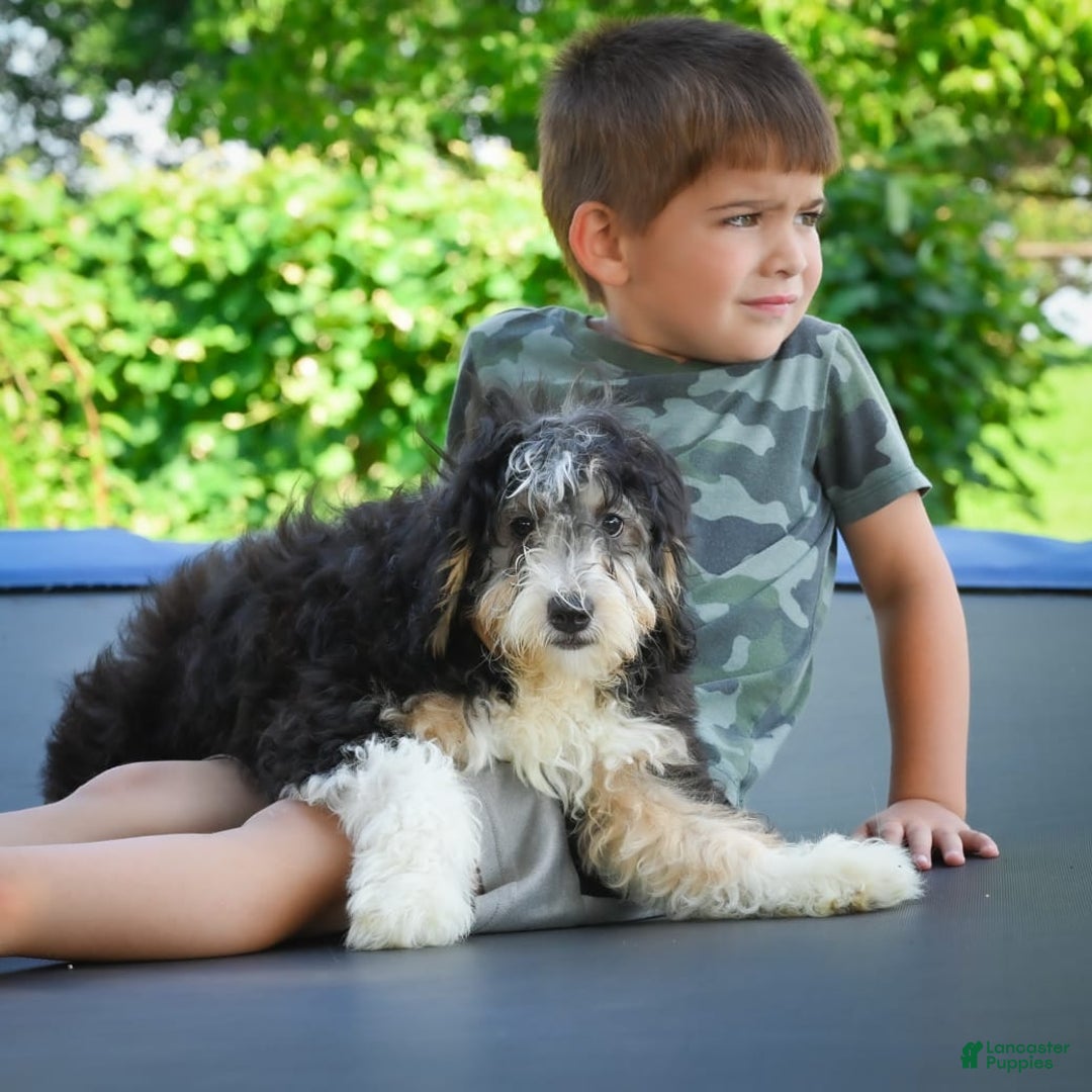 Mini Bernedoodle dogs for sale: Marcy - Image 7
