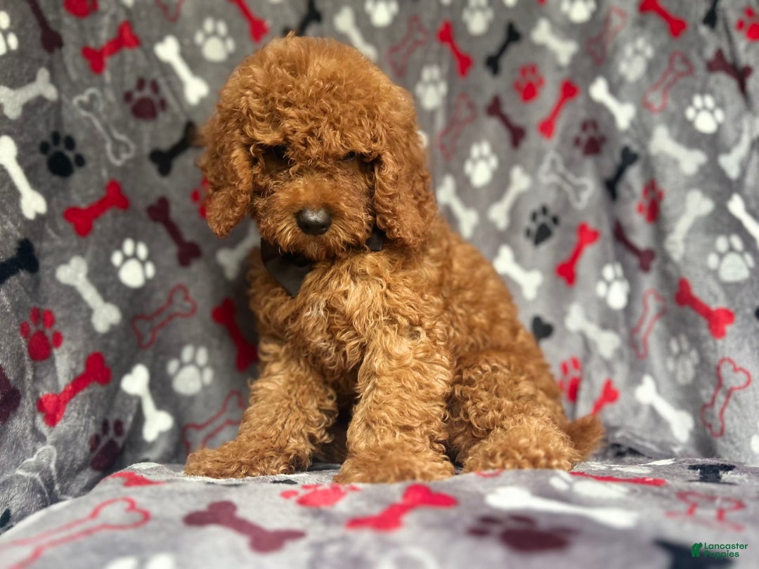 Cockapoo dogs for sale: Dagger - Image 6