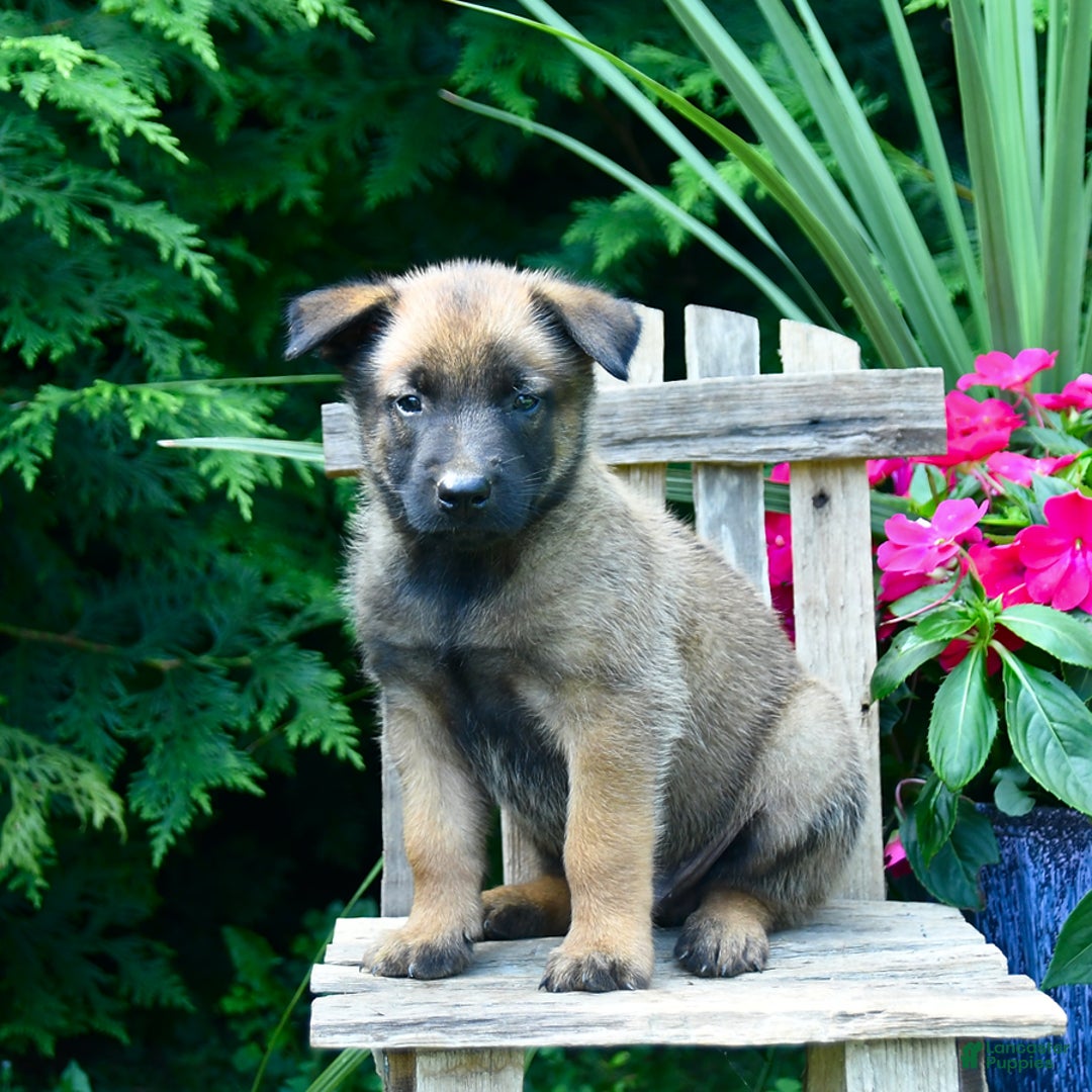 Belgian Malinois dogs for sale: Buster - Image 3