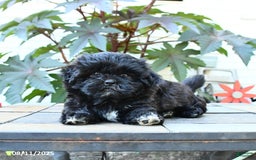 Shihpoo dogs for sale: Fern - Image 1