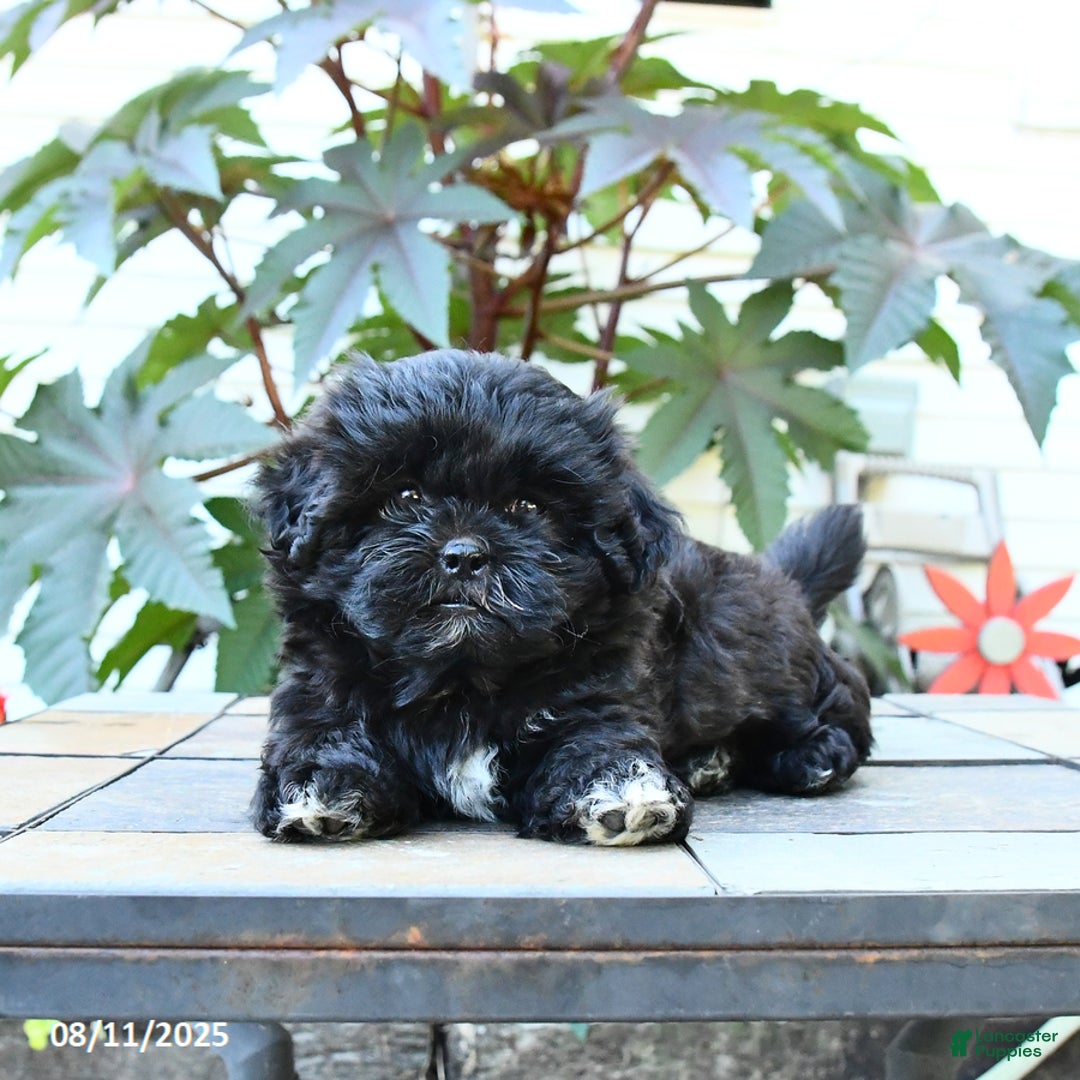 Shihpoo dogs for sale: Fern - Image 1