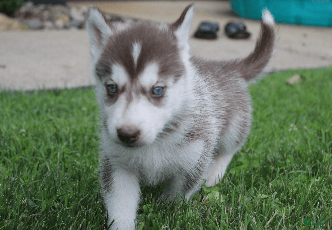 Siberian Husky dogs for sale: Reno - Image 7