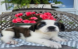 Saint Bernard dogs for sale: Tulip - Image 5