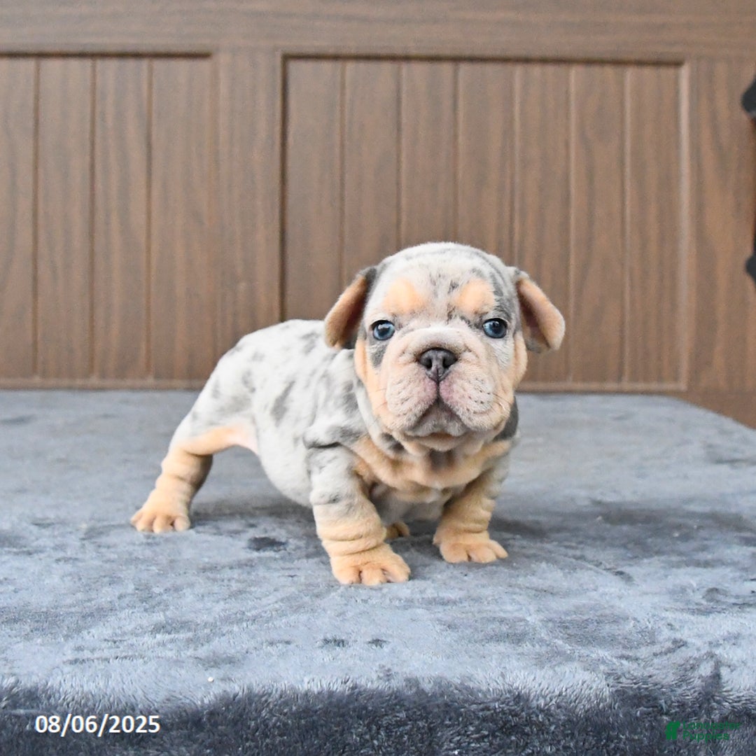 French Bulldog dogs for sale: Duke - Image 1