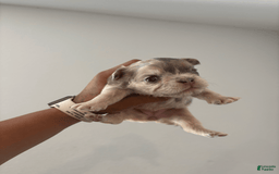French Bulldog dogs for sale: Pam - Image 1