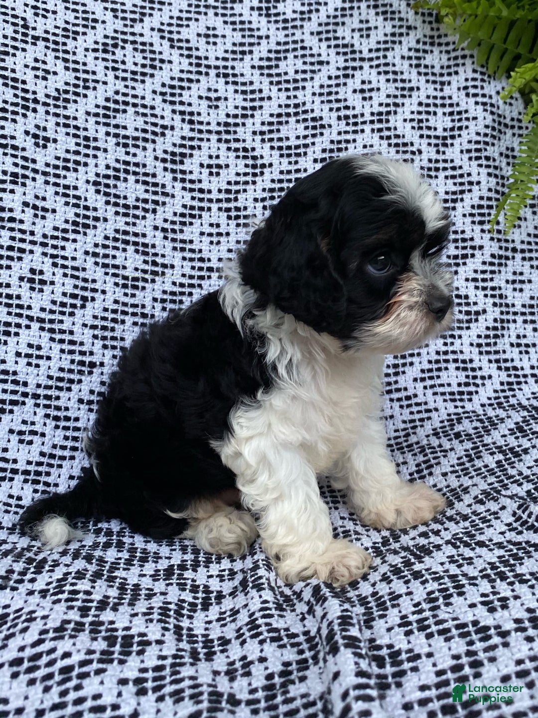 Cockapoo dogs for sale: Charlie - Image 3