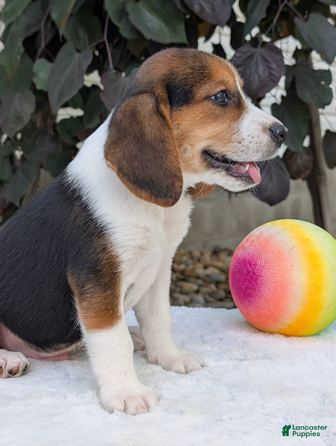 Beagle dogs for sale: Benji - Image 10