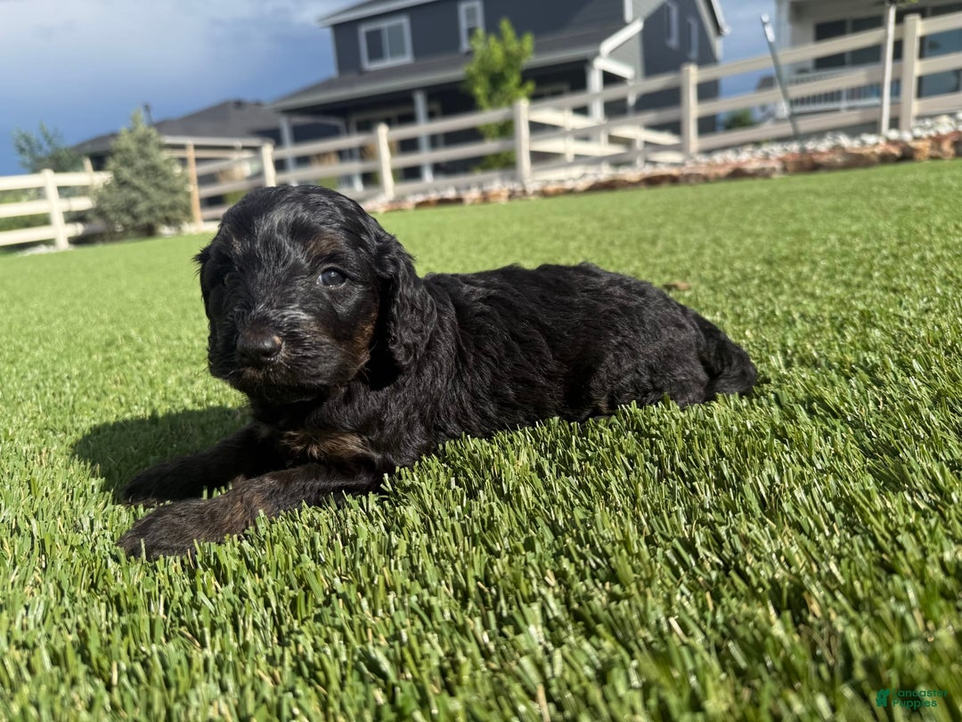 Bernedoodle dogs for sale: 13 - Image 4