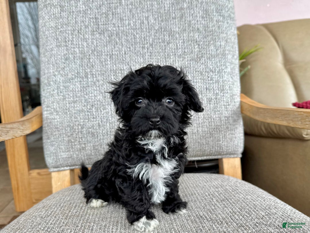 Havapoo dogs for sale: Lenny - Image 7