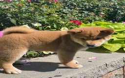 Shiba Inu dogs for sale: Ivy - Image 5