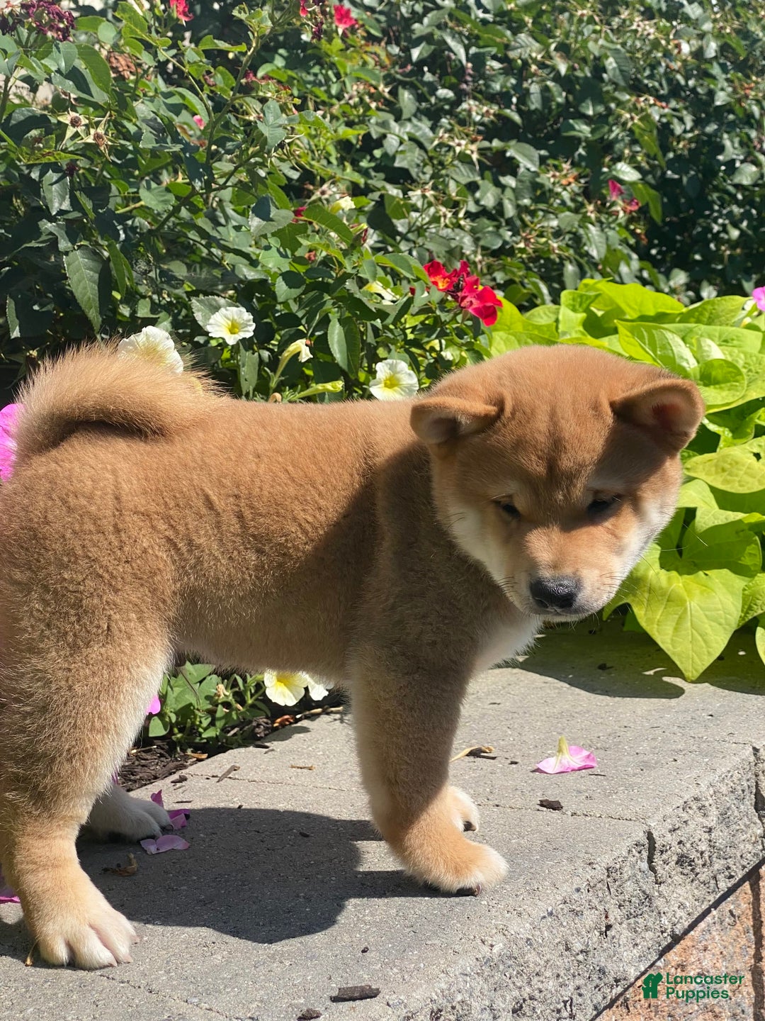 Shiba Inu dogs for sale: Ivy - Image 5