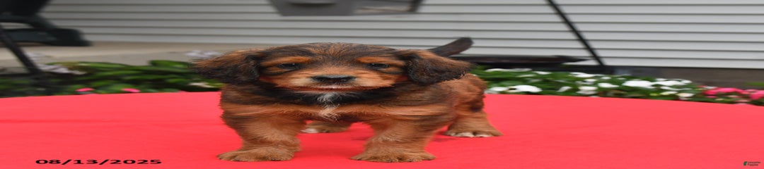 Bailey