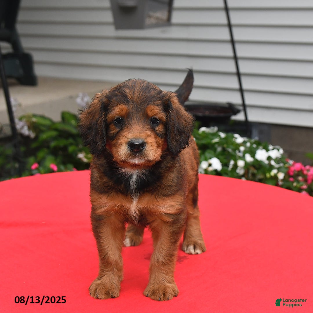 Goldador dogs for sale: Bailey - Image 1