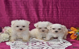 Maltese dogs for sale: Jesse - Image 4
