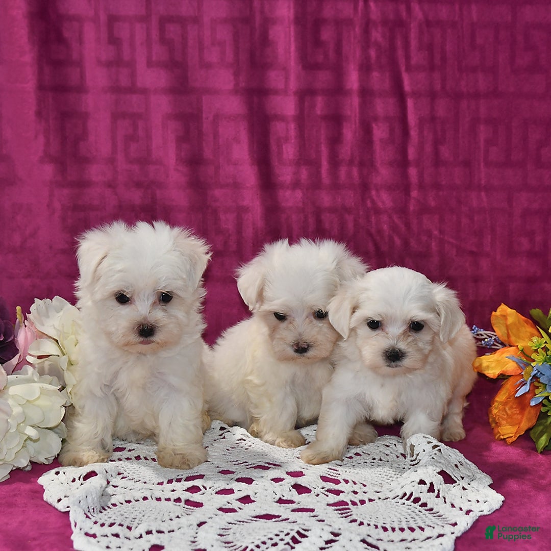 Maltese dogs for sale: Jesse - Image 4