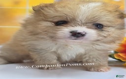 Pomeranian dogs for sale: Snuggles - Champion Lines - Image 4