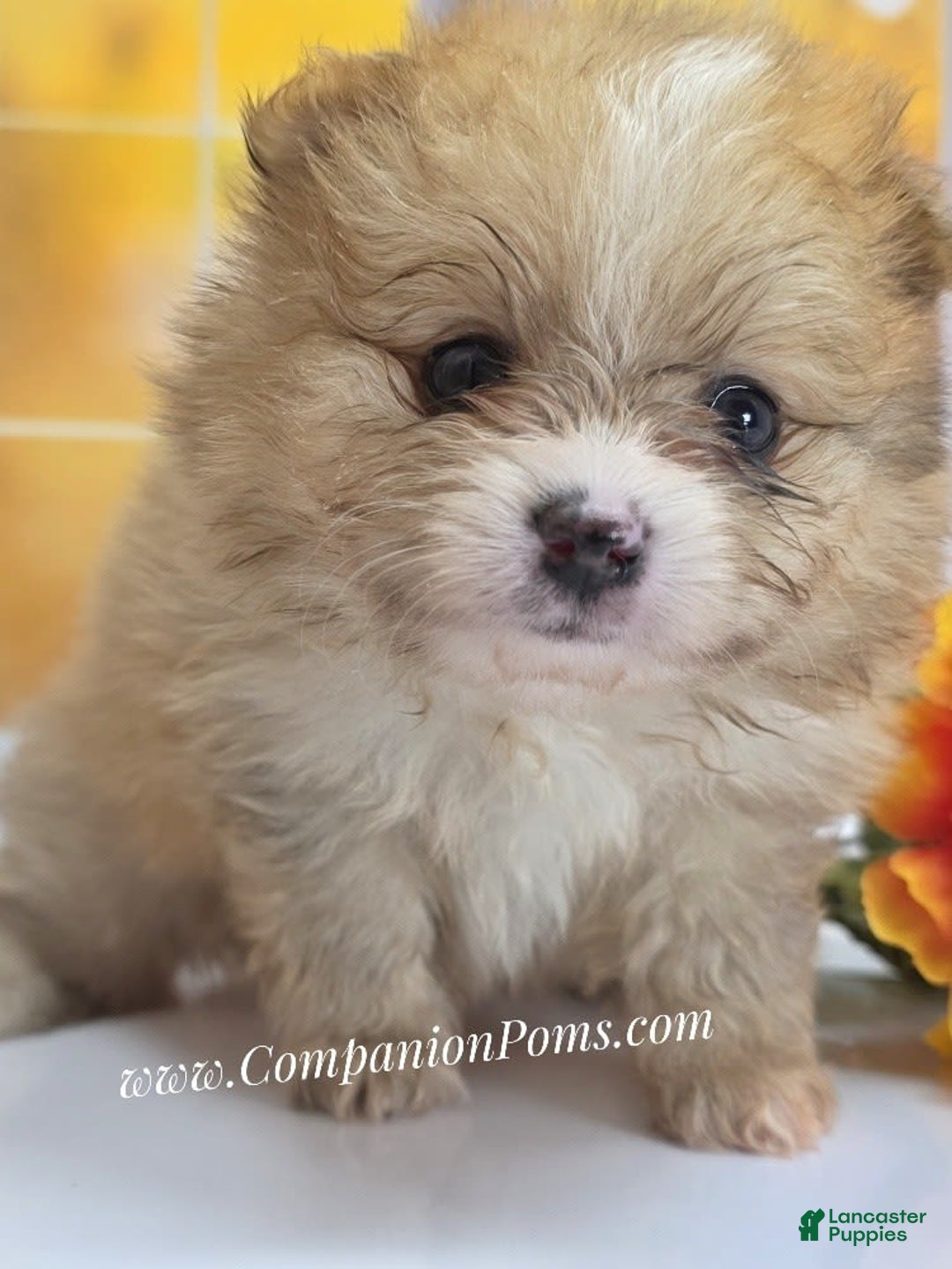 Pomeranian dogs for sale: Snuggles - Champion Lines - Image 4