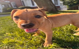 American Staffordshire Terrier dogs for sale: Galinda - Image 4