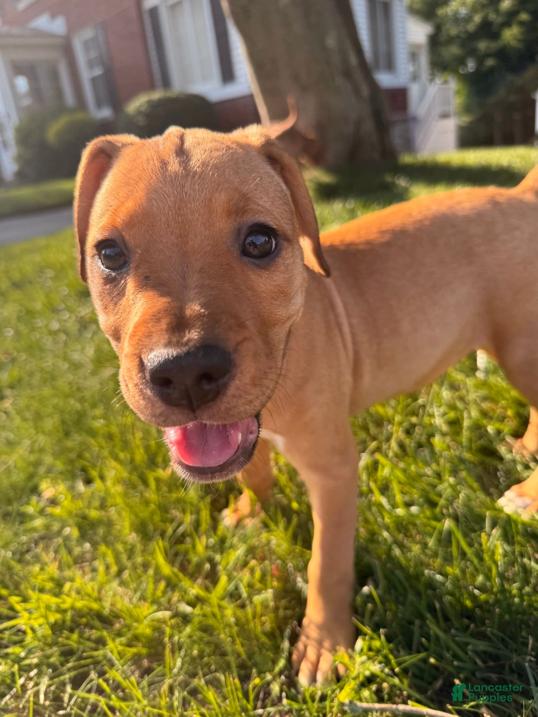 American Staffordshire Terrier dogs for sale: Galinda - Image 4