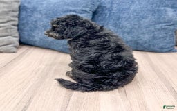 Mini Goldendoodle dogs for sale: Manny - Image 4