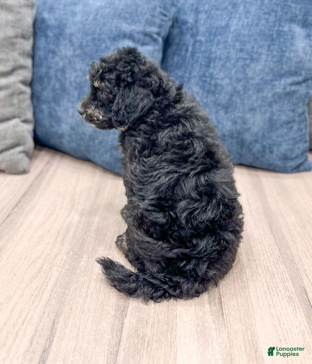 Mini Goldendoodle dogs for sale: Manny - Image 4