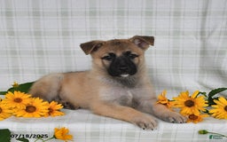 German Shepherd dogs for sale: Karlos - Image 2