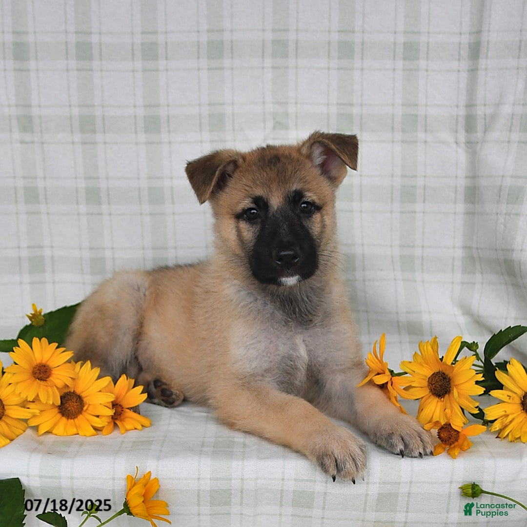 German Shepherd dogs for sale: Karlos - Image 2