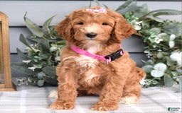 Goldendoodle dogs for sale: Addison - Image 1
