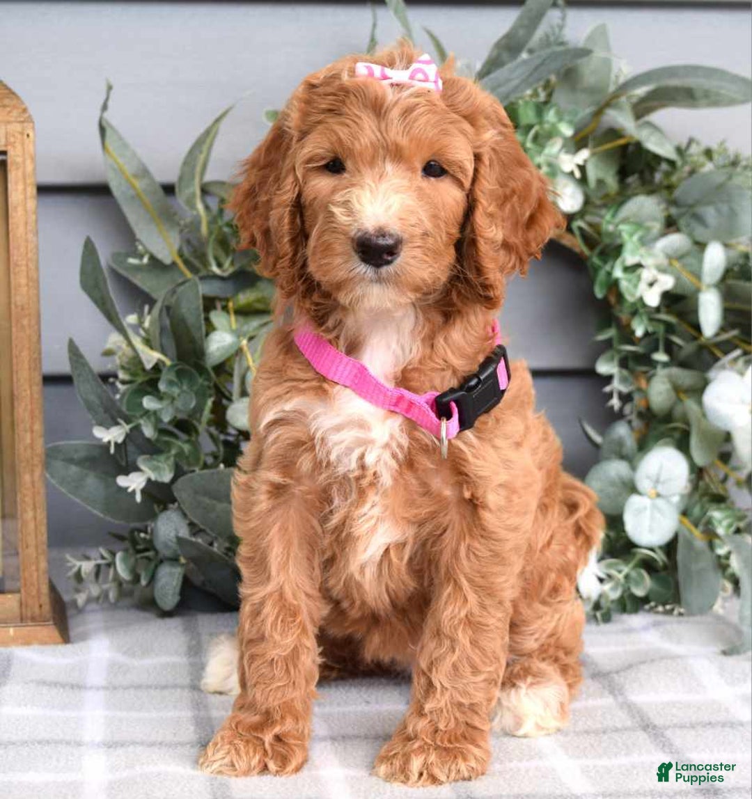 Goldendoodle dogs for sale: Addison - Image 1