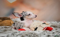 Chihuahua dogs for sale: Romeo - Image 7