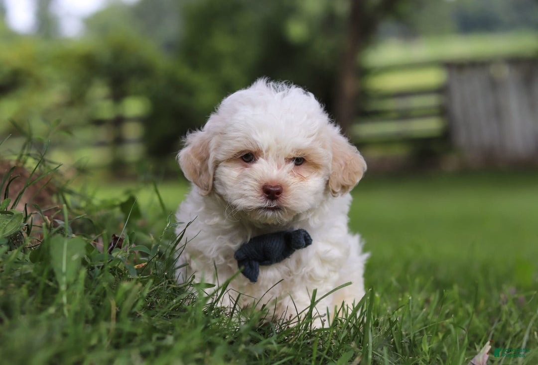 Shihpoo dogs for sale: Wilder - Image 1