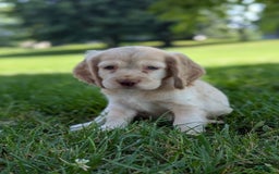 Cocker Spaniel dogs for sale: Riley - Image 8