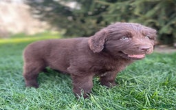 Newfoundland dogs for sale: Trudy - Image 3