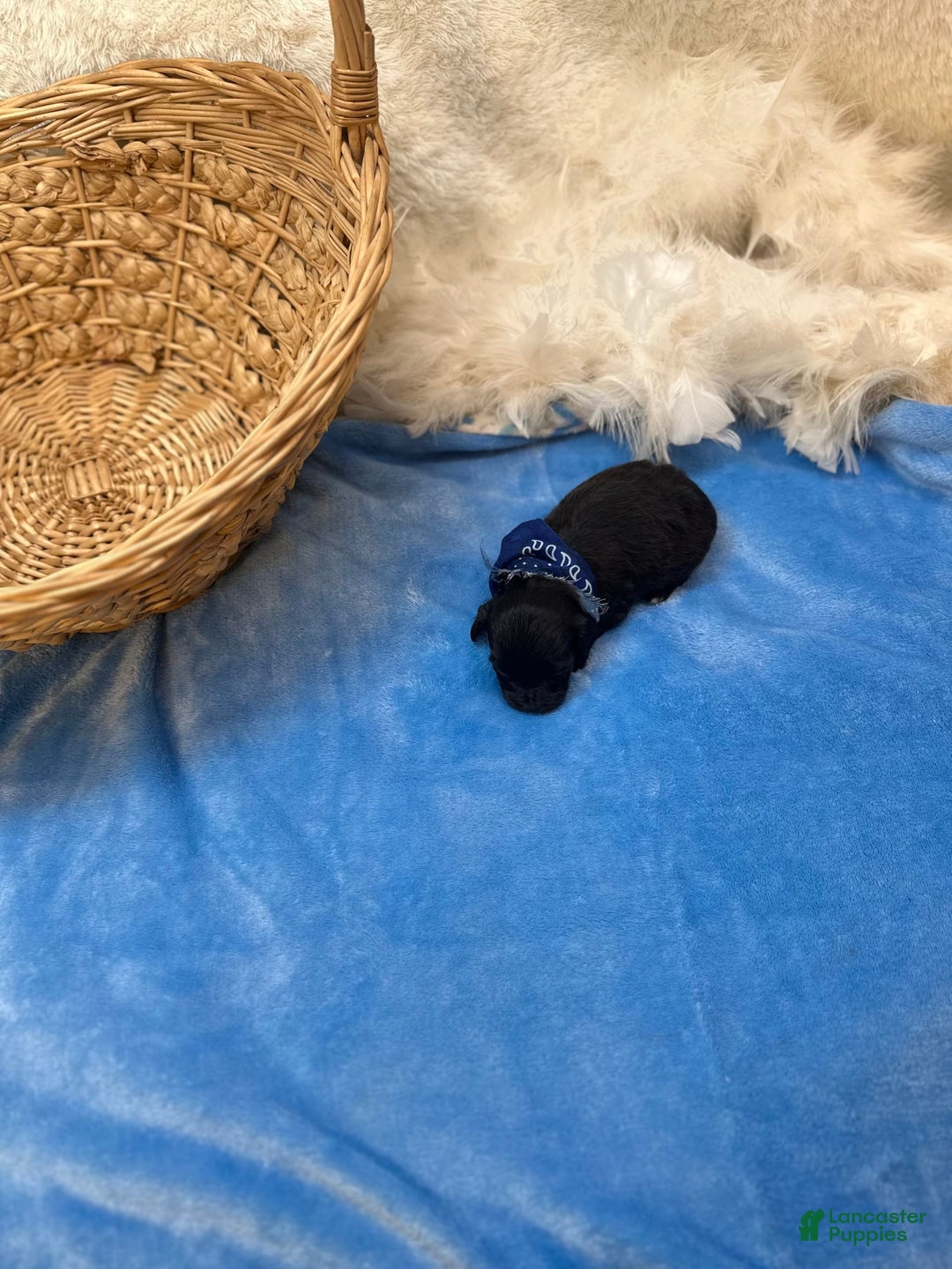 Morkie dogs for sale: Sterling - Image 4
