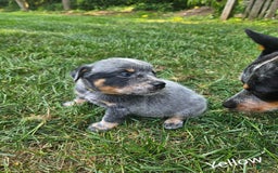 Australian Cattle Dog dogs for sale: Trixy - Image 4
