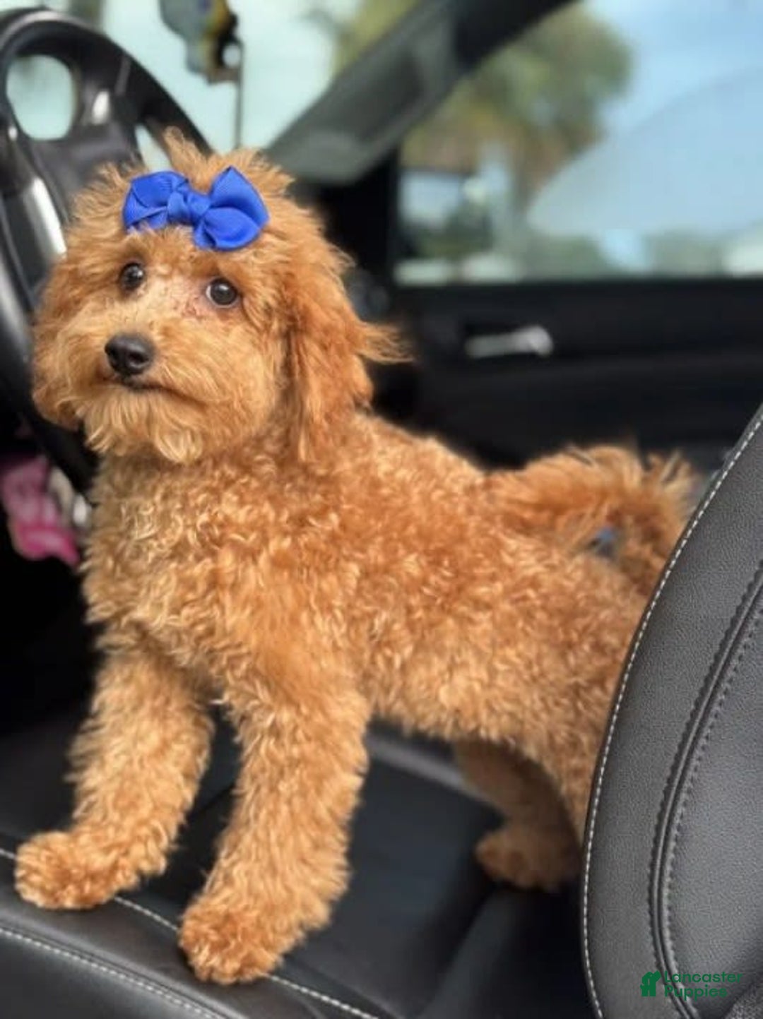 Mini Goldendoodle dogs for sale: Ami - Image 12
