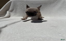 French Bulldog dogs for sale: Cassie - Image 6