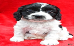 Cavapoo dogs for sale: Oreo - Image 5