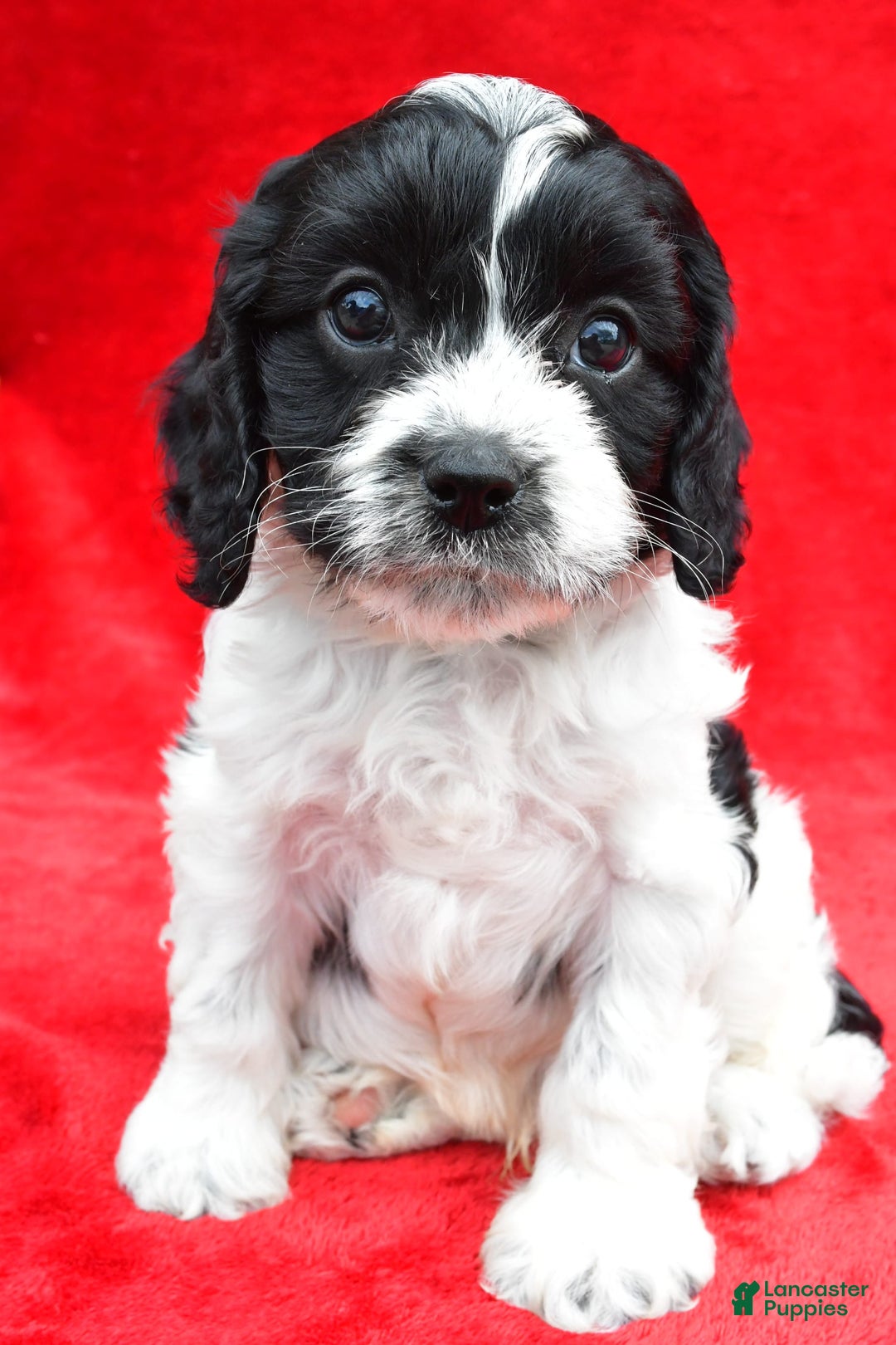 Cavapoo dogs for sale: Oreo - Image 5