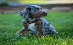 Cavapoo dogs for sale: Pumba - Image 16