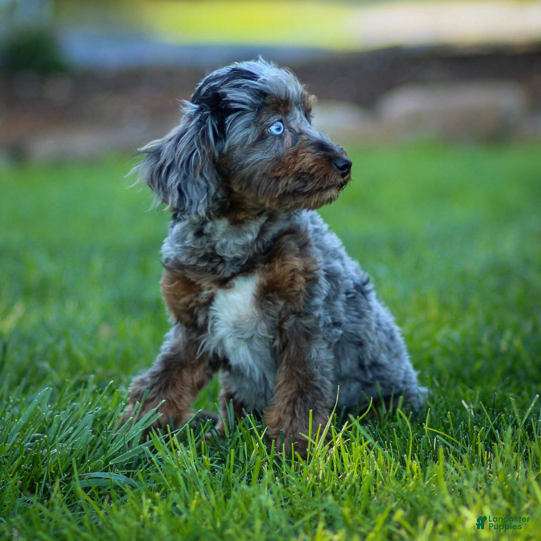 Cavapoo dogs for sale: Pumba - Image 16