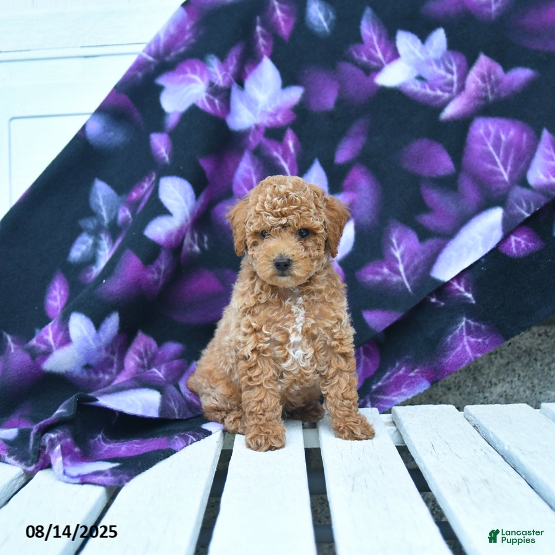 Toy Poodle dogs for sale: Timmy - Image 2